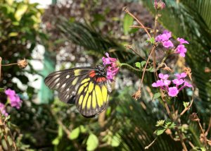 Link supports Environmental Association to set up Butterfly Gardens in Link’s mall.