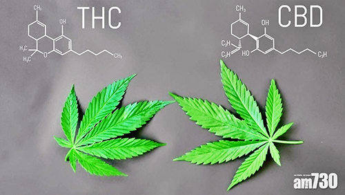 （AM730資料圖片：大麻二酚(CBD)及四氫大麻酚(THC) 均可從大麻植物中提取）